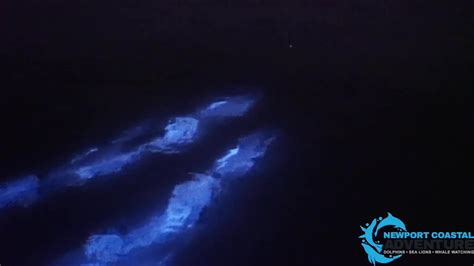 Dolphins Glow In Bioluminescent Waters Off California Coast Videos