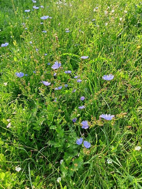 Green Meadow With Blue Chicory Flowers Stock Image Image Of Leaves