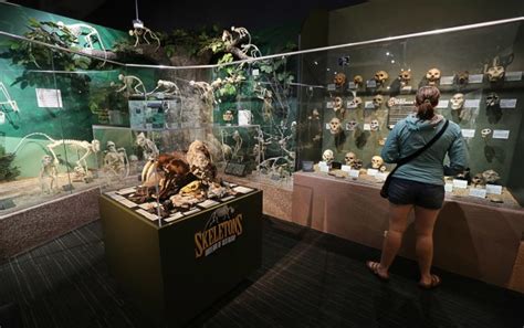 Pictures Skeletons Museum Of Osteology Orlando Sentinel