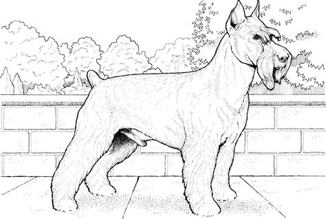 Jack Russell Dog Coloring Pages Coloring Pages