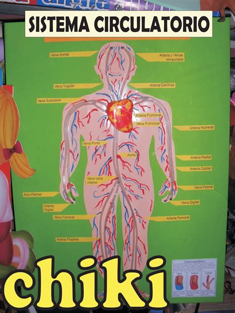 Sistema Circulatorio Maqueta