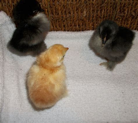 Bantam Cochins With Other Breeds Backyard Chickens Learn How To Raise Chickens