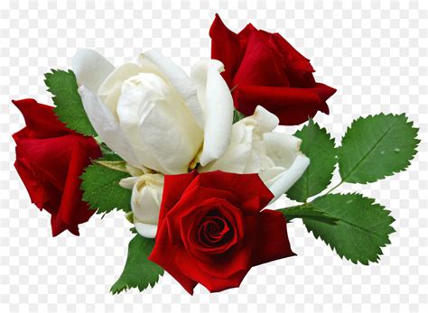 Rose Flower Red Roses And White Roses Png Download 33042352 Free