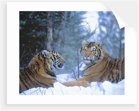 Siberian Tigers Resting In Snow Posters And Prints By Corbis