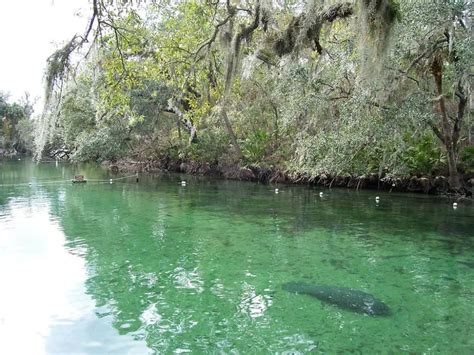 4 Of The Prettiest Natural Springs In Florida Floridaing