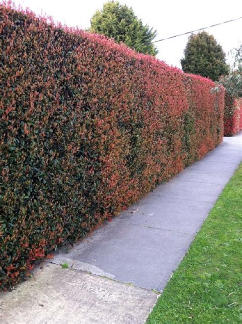 If You Are Thinking About Planting A New Hedge And Have Doubts On Which