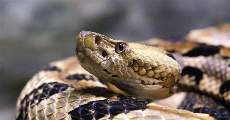 The Best Remedy For A Snakebite Carry Car Keys Snake Bites Snake