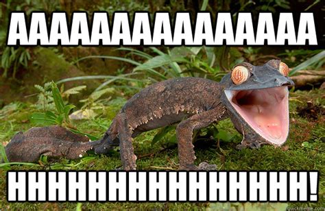Aaaahhhhh Gecko Memes Quickmeme
