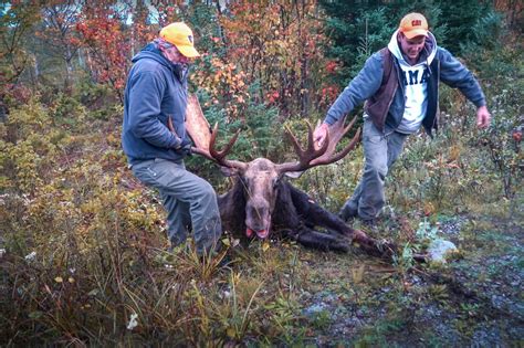 Maine Moose Hunting Tradition Dying Due To Warmer Bull Seasons