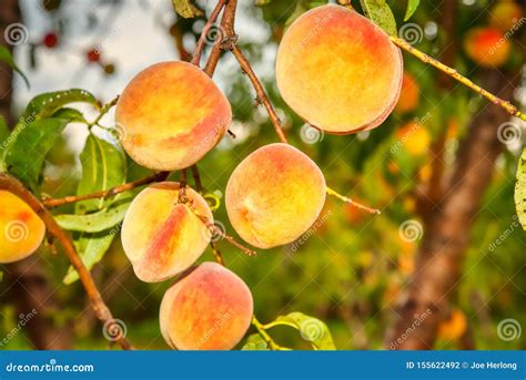 Ripe Peaches On The Tree Stock Photo Image Of South 155622492