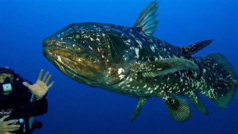 Coelacanth Fish Presumed To Have Gone Extinct With The Dinosaurs