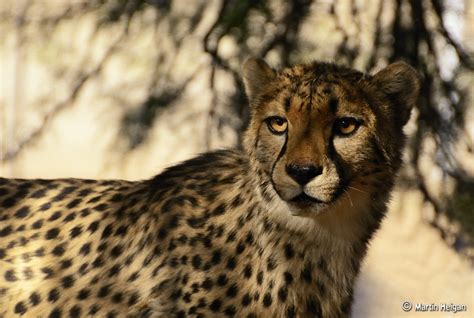 Cheetah Portrait A Portrait Of A Cheetah Acinonyx Jubatus Flickr