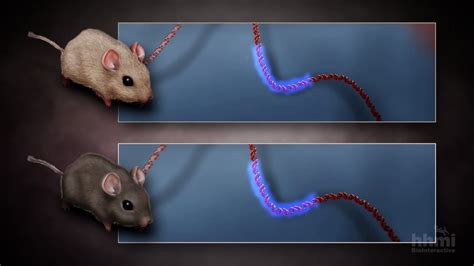 Natural Selection And The Rock Pocket Mouse — Hhmi Biointeractive Video