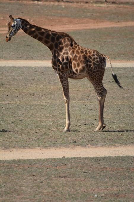 Baby Giraffe Born At Monarto Zoo The Armidale Express Armidale Nsw