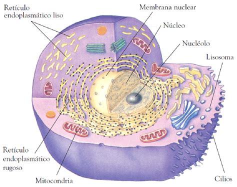 Las Partes De Celula Eucariota