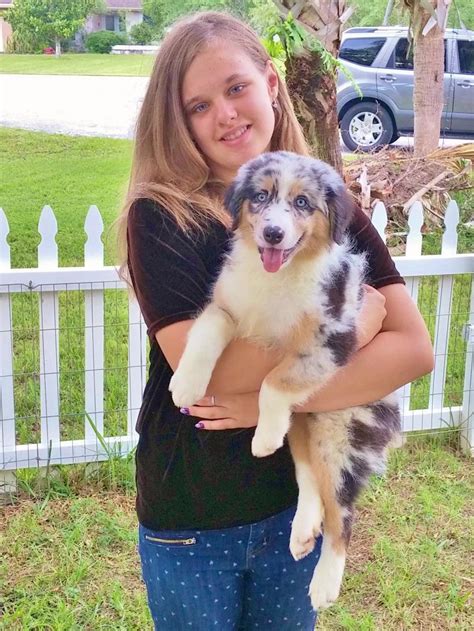 Shamrock Rose Aussies Update Available Puppies 72915 Scroll Down