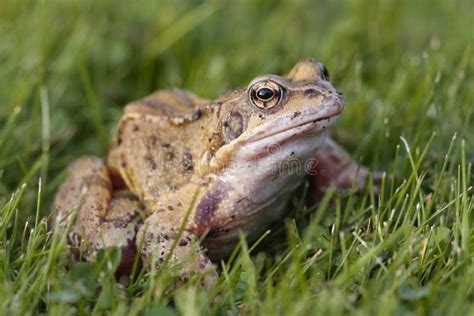 Common Frog On Grass Stock Photo Image Of Wildlife Spring 13164698