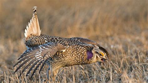 A Guide To Hunting Sharp Tailed Grouse Meateater Hunting