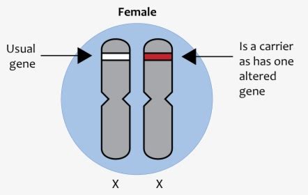 If a male gets a recessive x from his mother ( remember, males have. Transparent Chromosome Clipart - Chromosomes And Genes, HD Png Download , Transparent Png Image ...