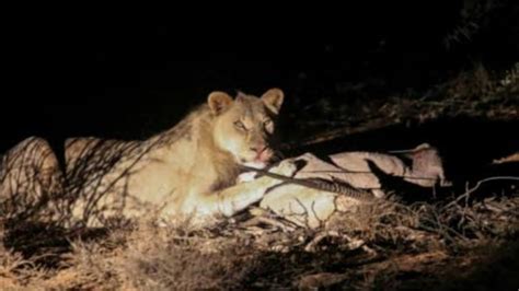 Live Lions In Kruger National Park South Africa Night Time Youtube