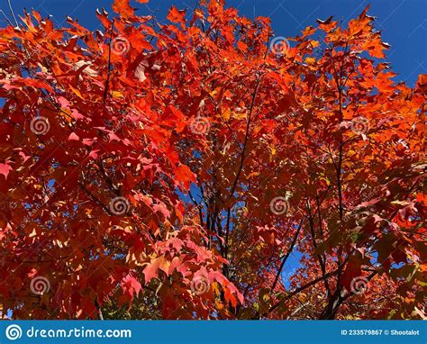 Red Leaves Foliage In Autumn In October Stock Image Image Of Branches