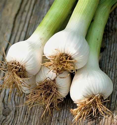 Growing Garlic Indoors Quiet Corner
