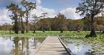 Caddo Lake: Here's What You Need to Know - Scenic States