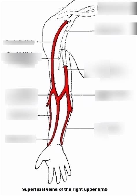 25 Diagram Of Veins In Arm For Phlebotomy Wiring Database 2020