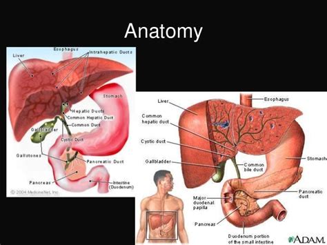 Gallbladder And Extrahepatic Biliary Tree