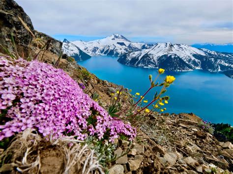 Alpine Flowers Pink And Yellow British Columbia Canadian