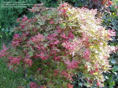 Plantfiles Pictures Acer Japanese Maple Corallinum Acer Palmatum