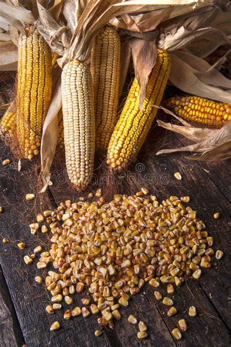 Dried Corn Cob Stock Image Image Of Field Farming Diet 68451101