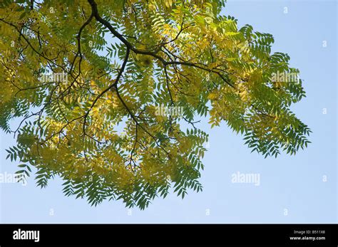 Walnut Tree Leaves Hi Res Stock Photography And Images Alamy