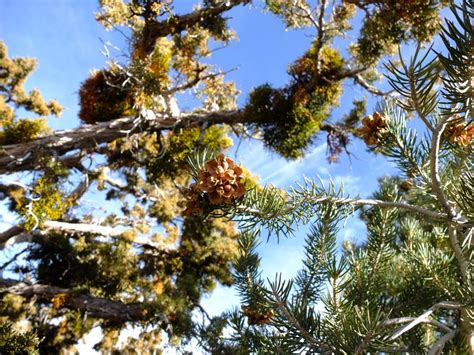 The Piñon Pines — Pinus Monophylla Pinus Edulis And More Nomad