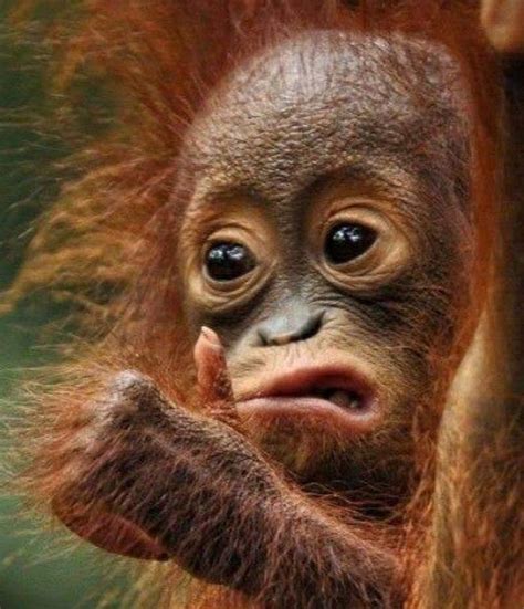 Pin By Люда S On ﻿ ﻿ животныеanimals ﻿ In 2020 Monkeys Funny Angry