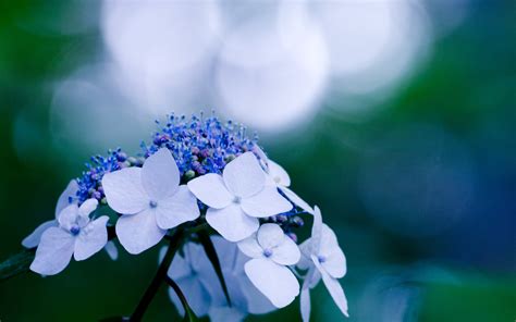 Hydrangea Full Hd Wallpaper And Background Image 2560x1600 Id424934