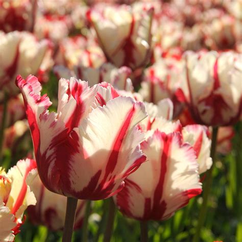 Tulip Estella Rijnveld Parrot Easy To Grow Bulbs