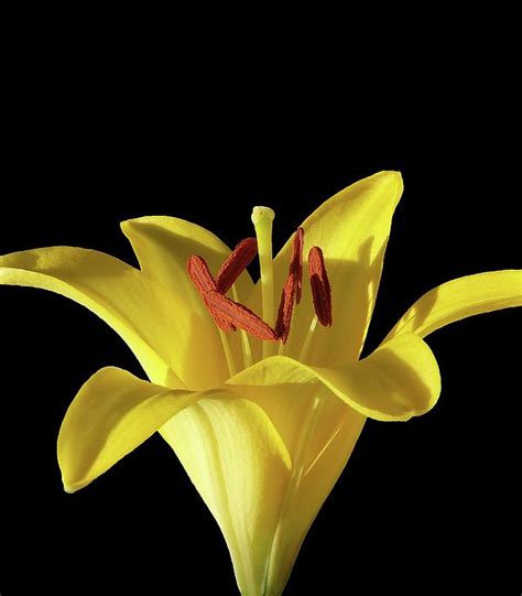 Yellow Lily Macro 2 By Johanna Hurmerinta