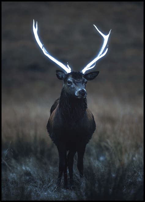 Wild Deer With Large Antlers Poster Posteryard Snygga Posters Online