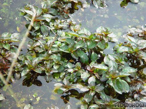 Ludwigia Repens Creeping Primrose Willow Flowgrow Aquatic Plant