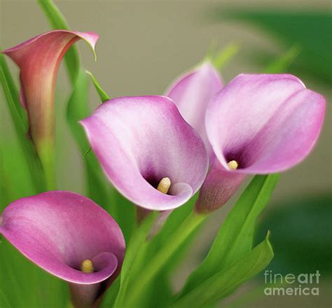Soft Pink Calla Lilies Photograph By Byron Varvarigos Fine Art America