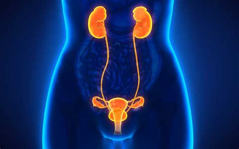 Urinary Tract Infection Uti In Women What Is It And How To Manage Healthxchange