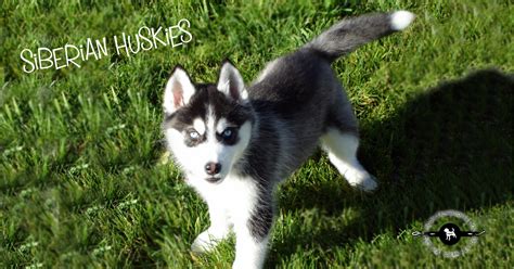 James wellbeloved is a good food as is csj or wainwrights, he might need a sensitive food tho how much you feeding him? 10 Awesome Facts about Siberian Huskies - Wag The Dog UK