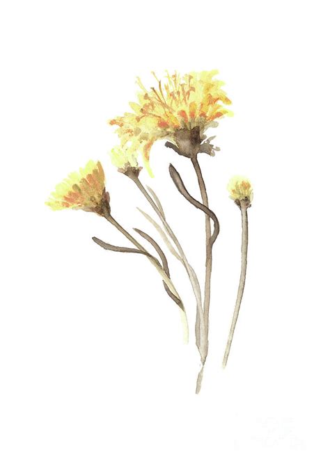 Aster Yellow Flower Abstract Art Print Asters Watercolor Painting