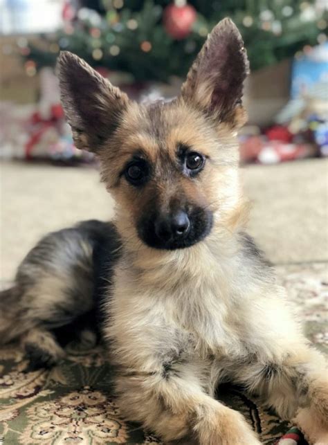 Meet Ranger The Tiny German Shepherd With Dwarfism That Will Look Like