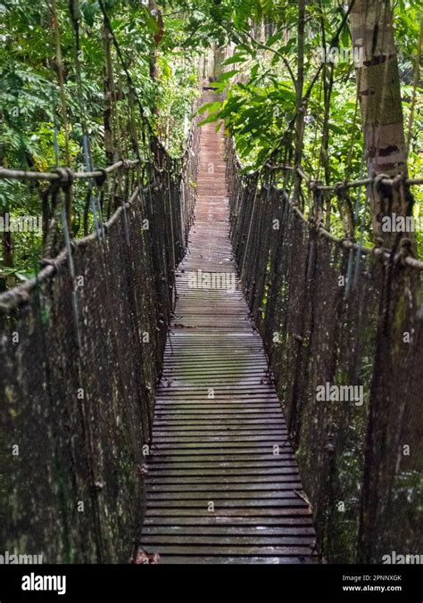 Amazon Natural Park Canopy Walkway Canopy Cable Bridge For Tourists In