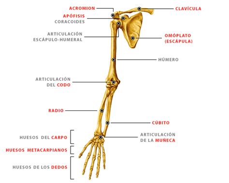 Huesos Del Cuerpo Humano Huesos Del Miembro Superior