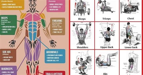 Best Exercises For Major Muscle Groups Bodydulding