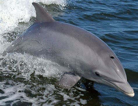 Pin By Erd On Dolphins Dolphins Dolphin Photos Marine Mammals