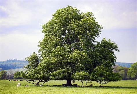 American Chestnut Tree Texas Trees Foundation